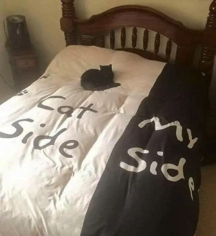 Cat side, my side (in the bed)