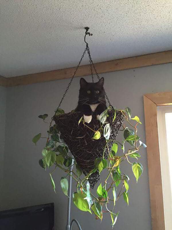 Chat dans un pot suspendu au plafond.