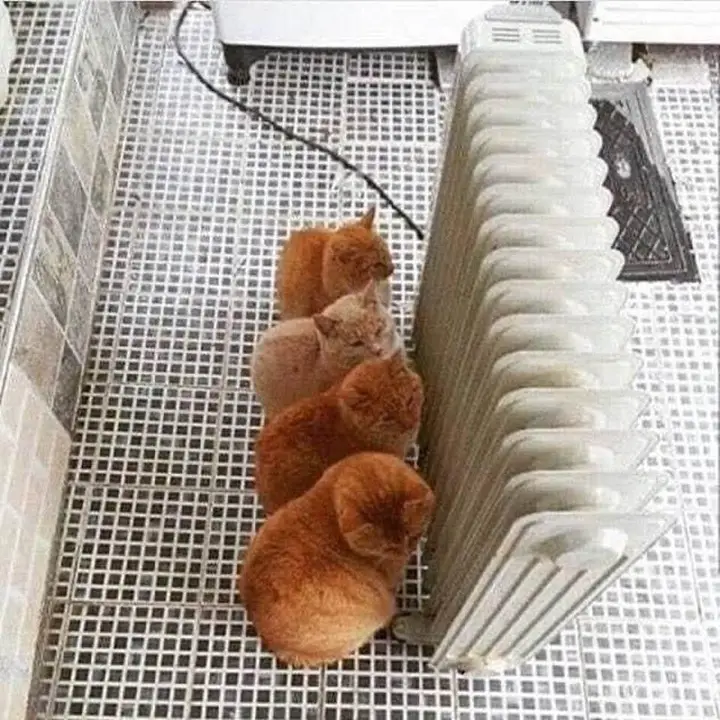Chats à côté du radiateur.