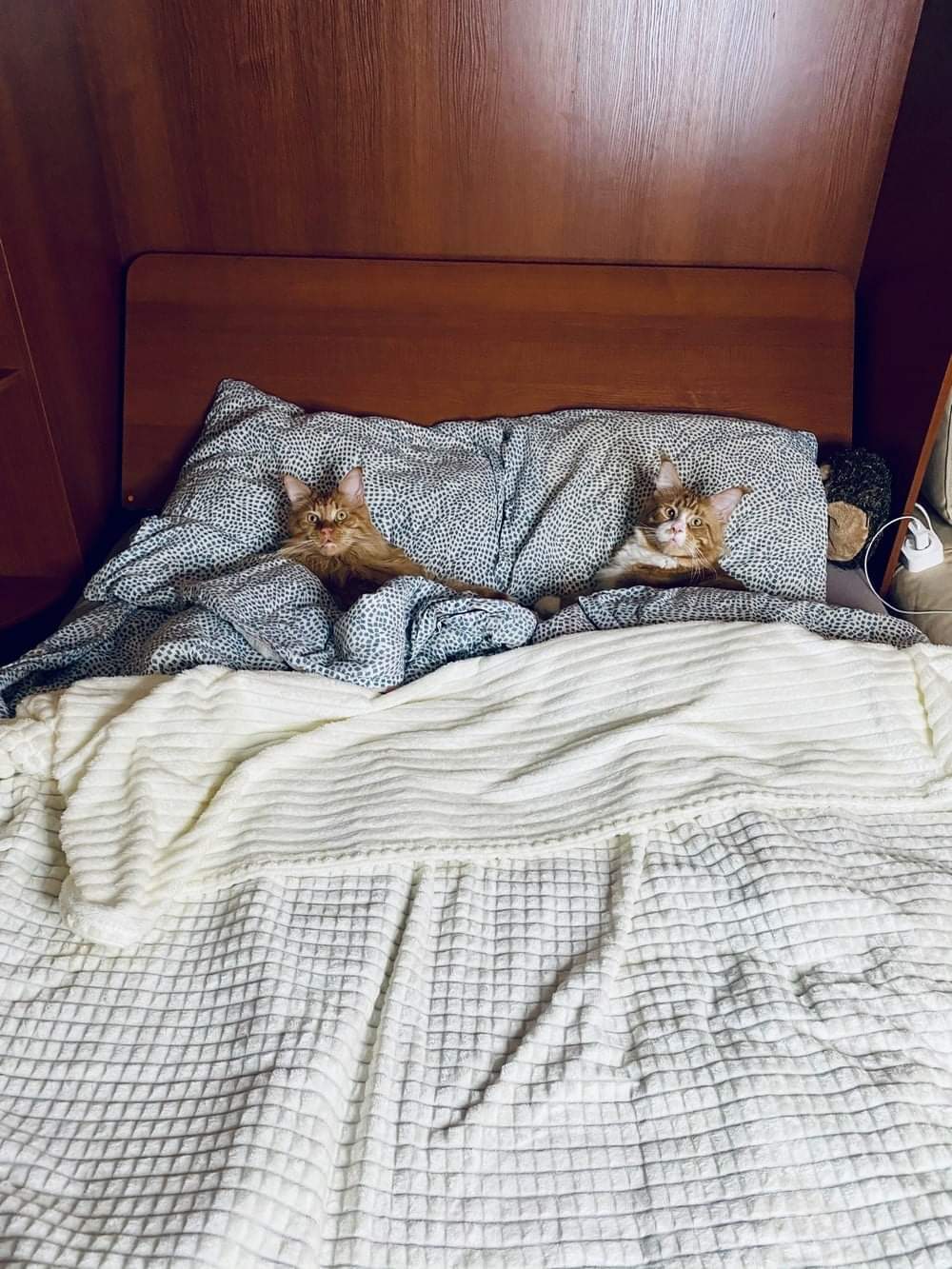 Deux chats surpris dans un lit.