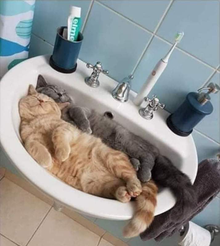 Deux chats dorment dans un lavabo.