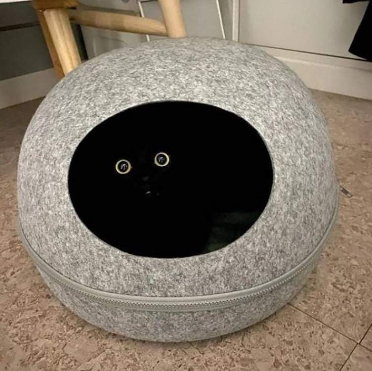 Les yeux d'un chat noir dans sa panière.