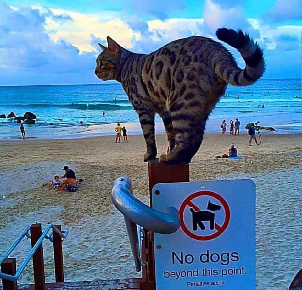 Plage interdite aux chiens, mais pas aux chats.