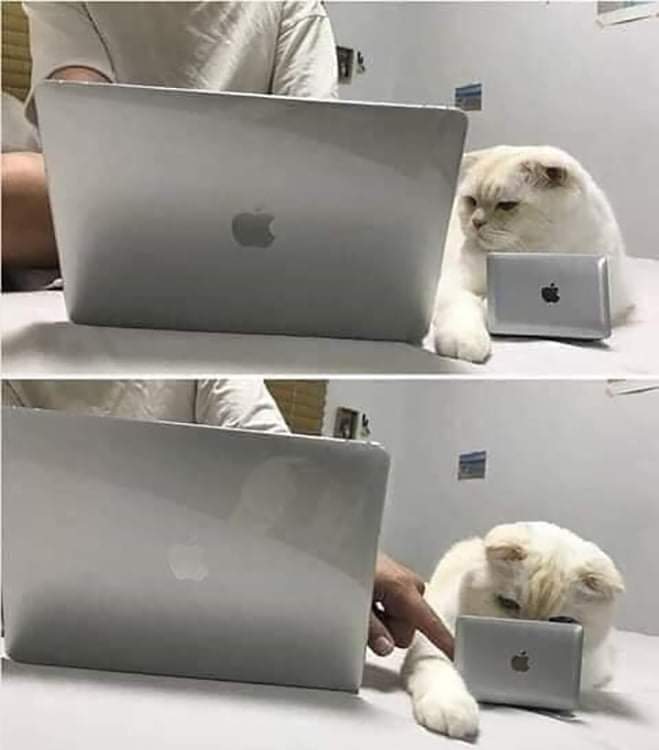 Quand tu travailles sur ton ordinateur et que ton chat t'imite