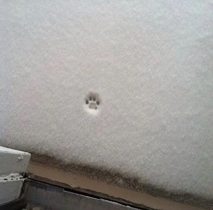 Trace d'une patte de chat dans la neige.