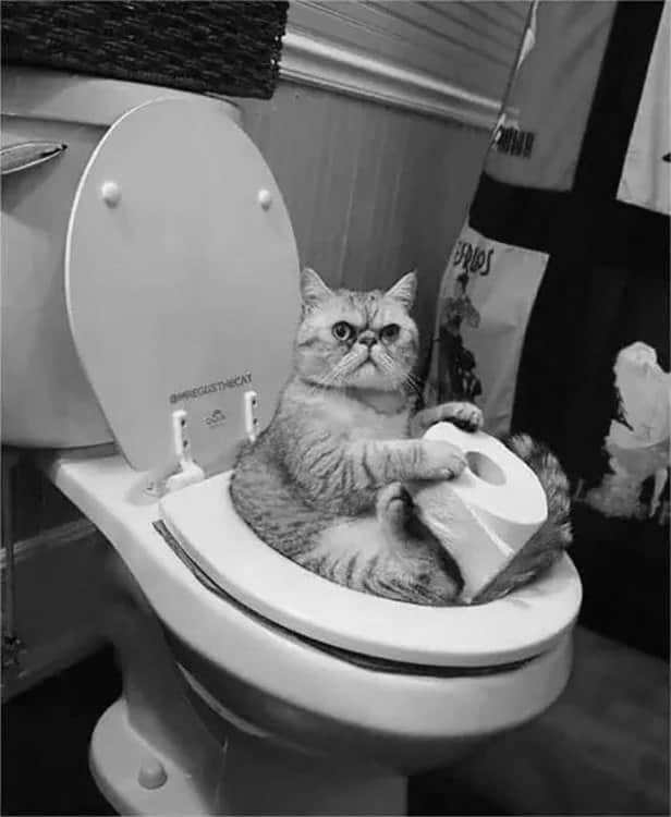 Un chat aux WC.