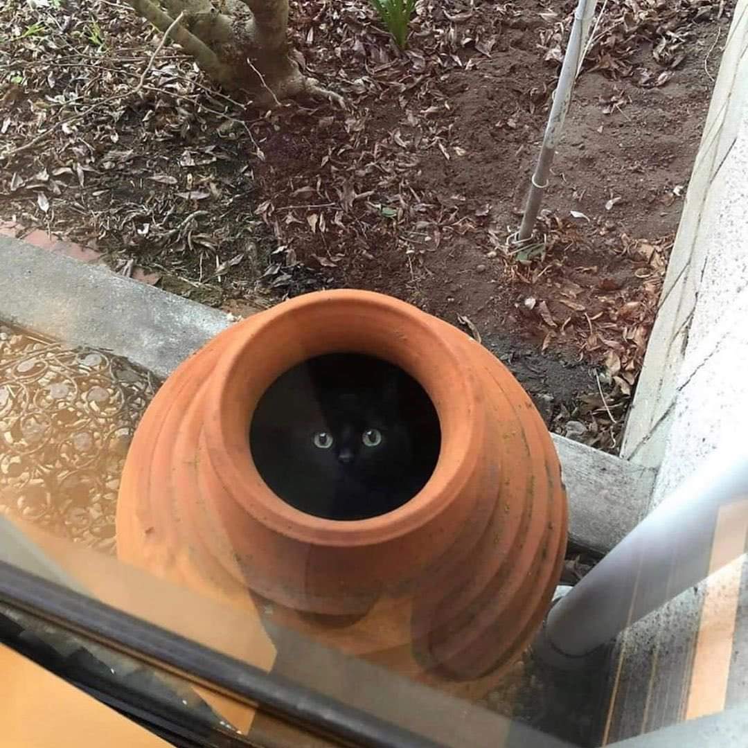 Un chat caché dans un pot de fleurs.