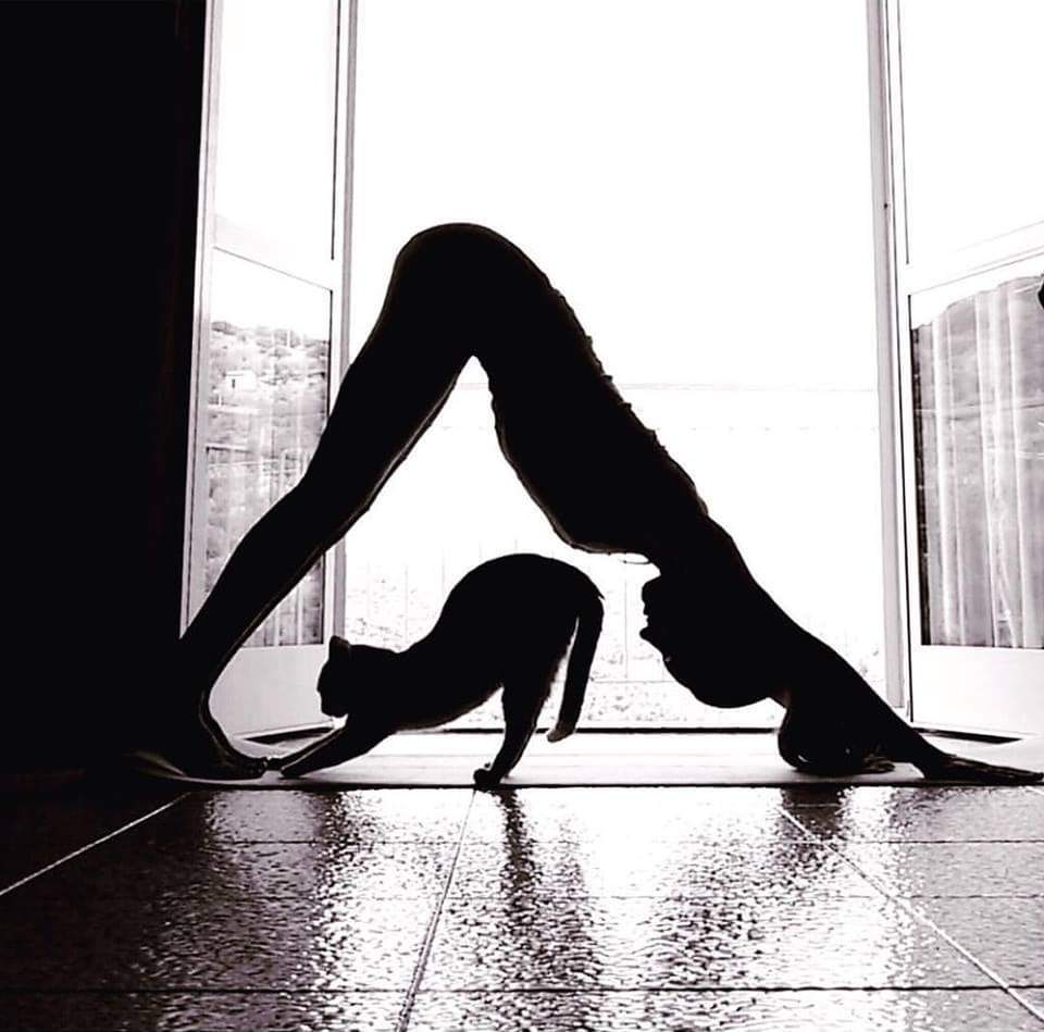 Un chat en train de faire du yoga.