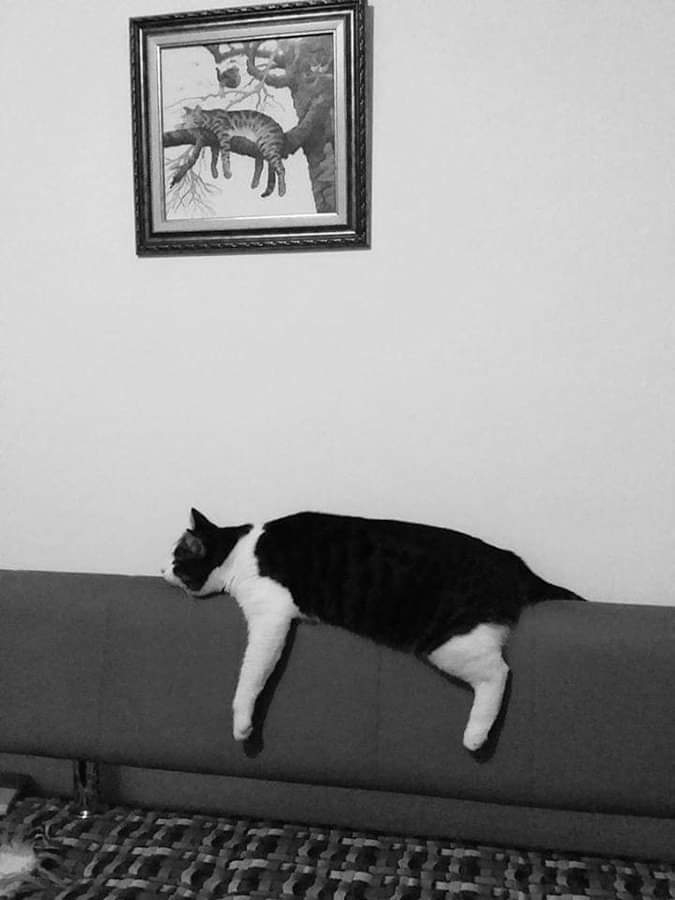 Un chat allongé sur le canapé. Le mimétisme.