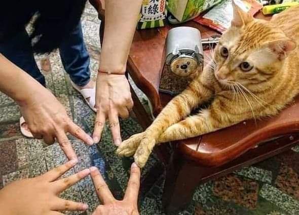Un chat qui fait un check avec des humains.