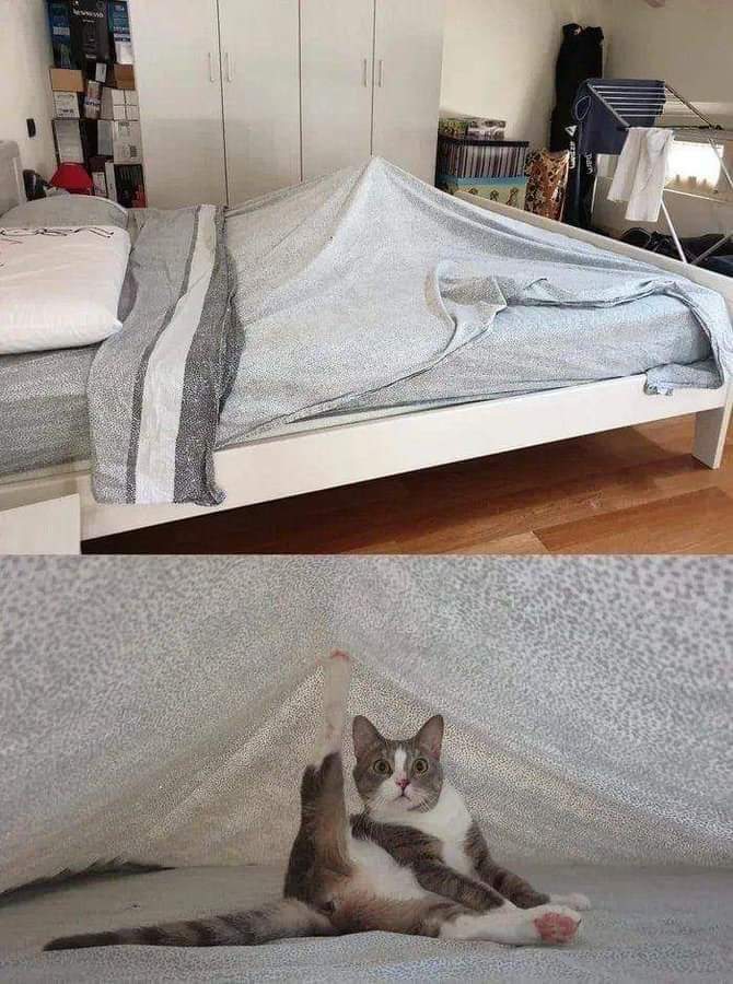 Un chat sous le drap.