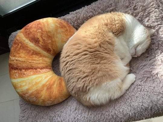 Un croissant chat.