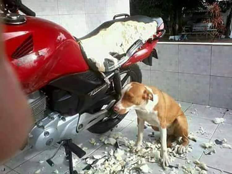 Ton chien... et ta moto détruite.