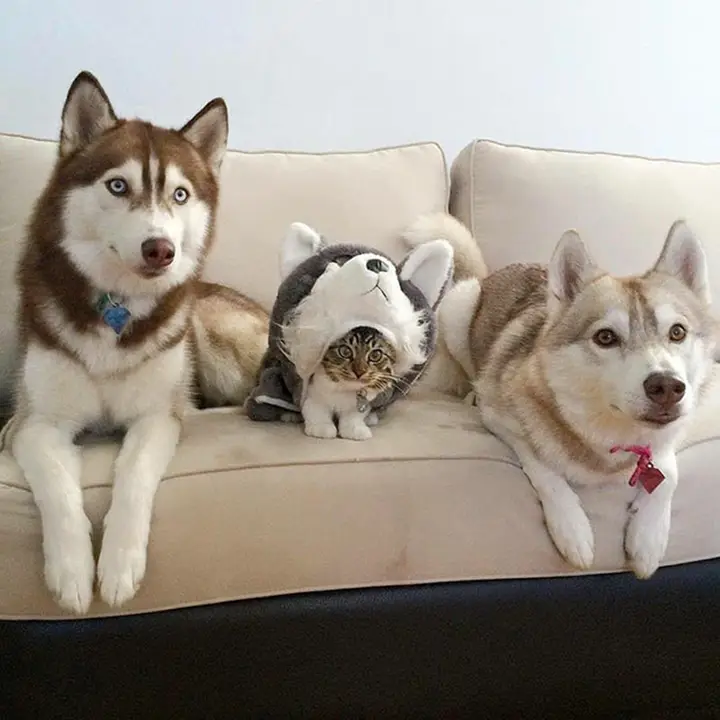 Chiens avec un chat déguisé en chien sur un canapé.