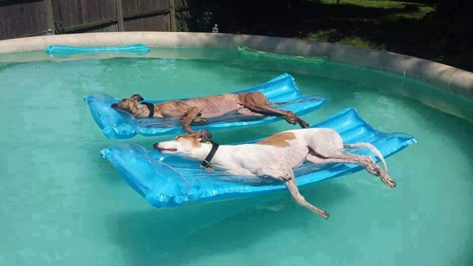 Deux chiens dorment au milieu de la piscine.