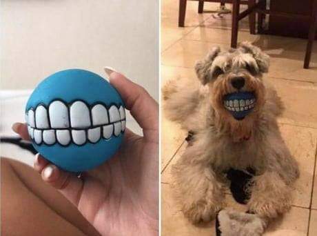 Mon chien a de belles dents n'est-ce pas?