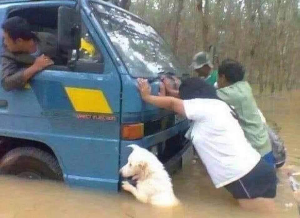 Solidarité canine (un chien aide à pousser un camion)