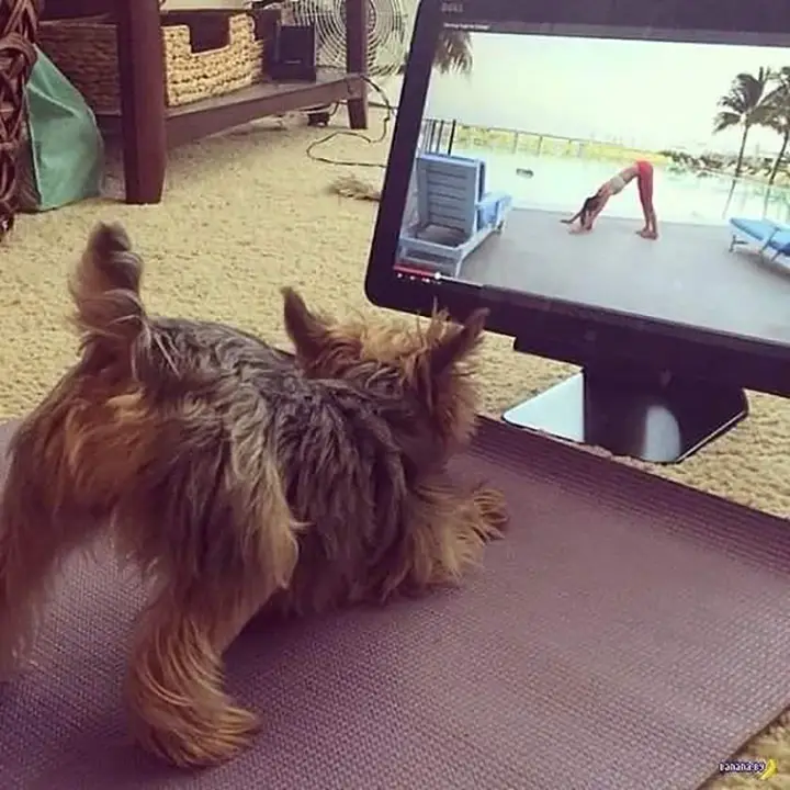Sport de chien (yoga)
