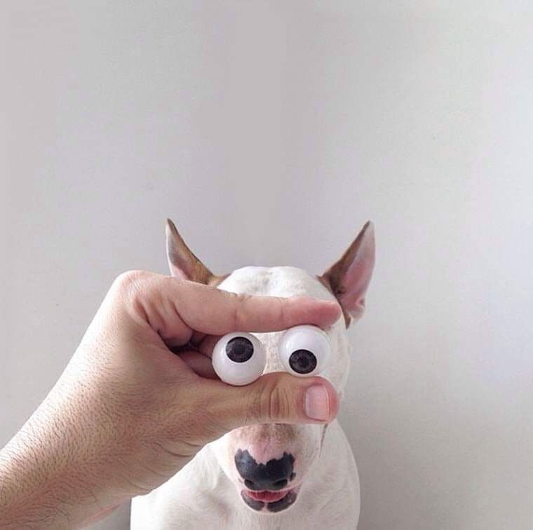 Un chien avec des billes en guise d'yeux.