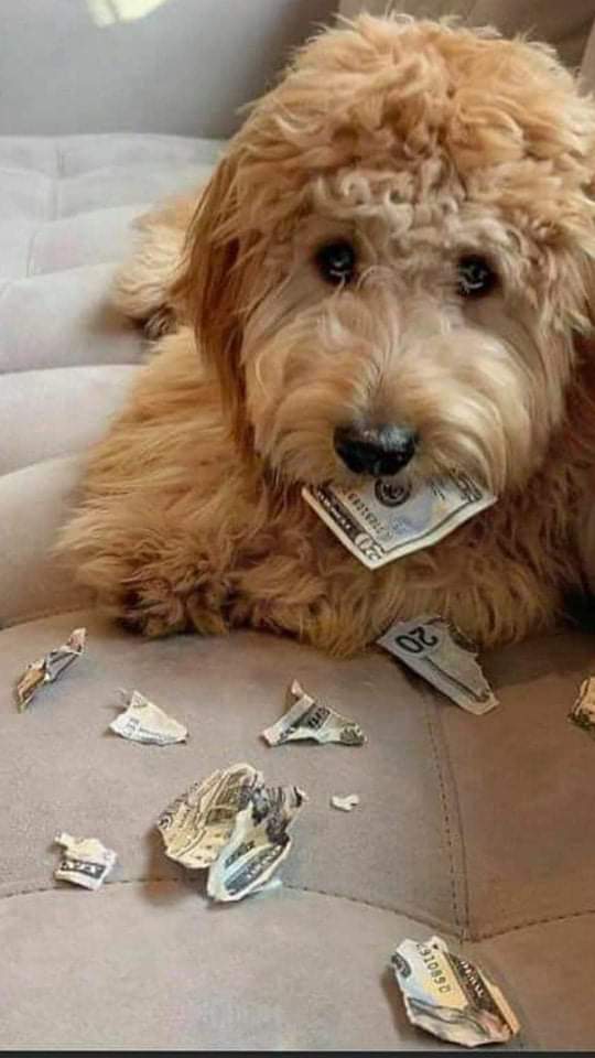 Un chien qui mange des billets (dollars, euros).