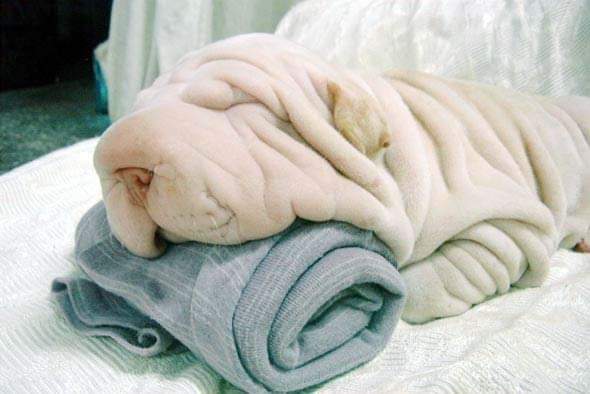 Un chien. Une serviette.