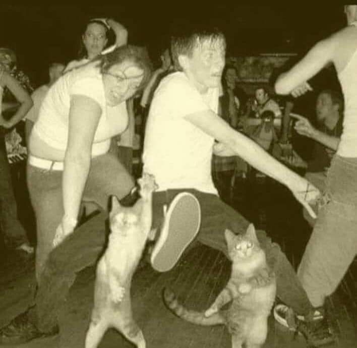 Rave party qui part en vrille (avec des chats).