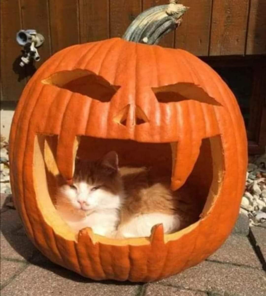 Halloween: un chat dans une citrouille.