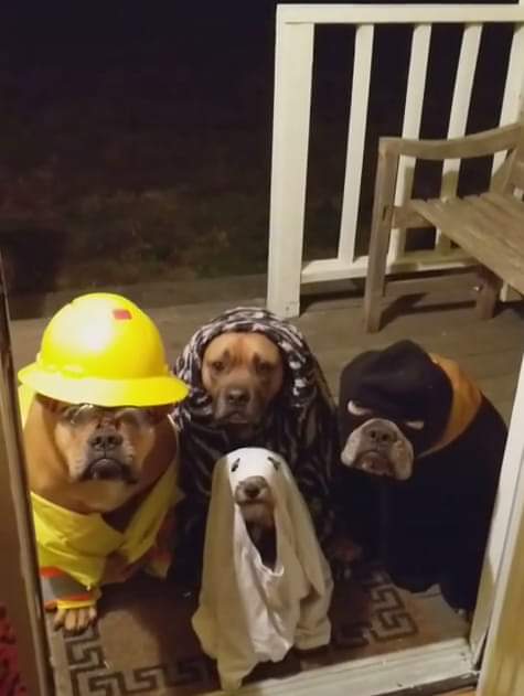 Halloween: quatre chiens déguisés sonnent à la porte.
