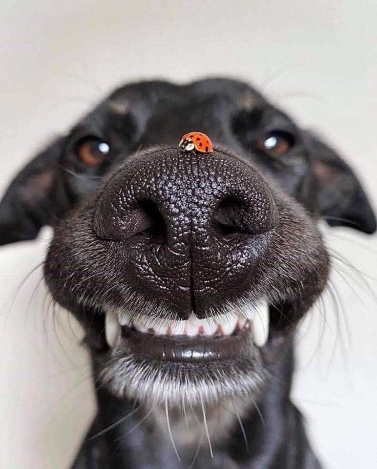 Ton chien qui sourit avec une coccinelle sur le museau.