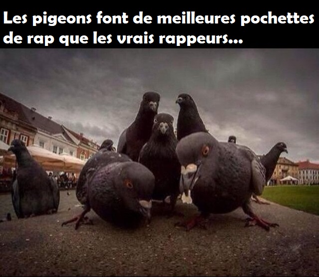 Les pigeons font de meilleures pochettes que les vrais rappeurs.