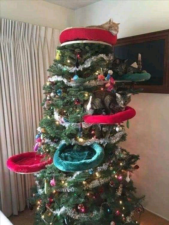 Sapin de Noël ou arbre à chat(s)?