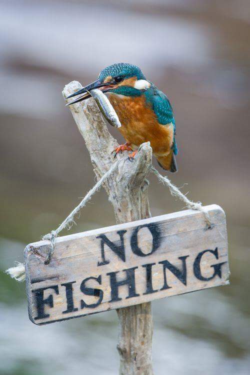 No fishing.
