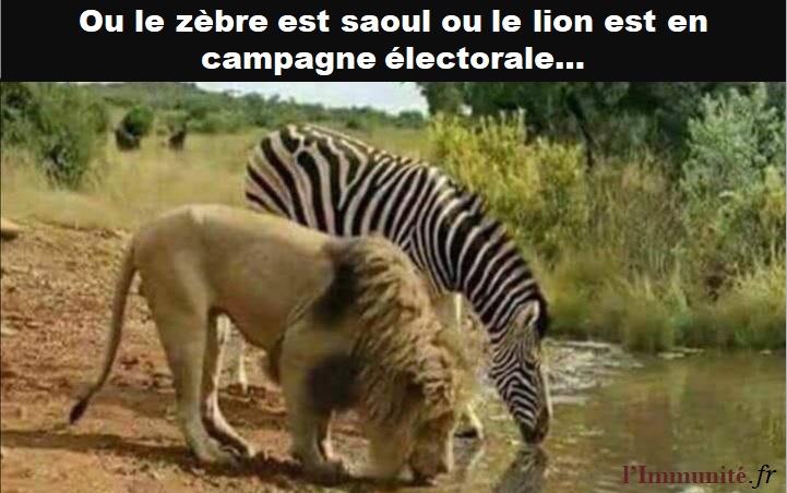 Ou le zèbre est saoul ou le lion est en campagne électorale.
