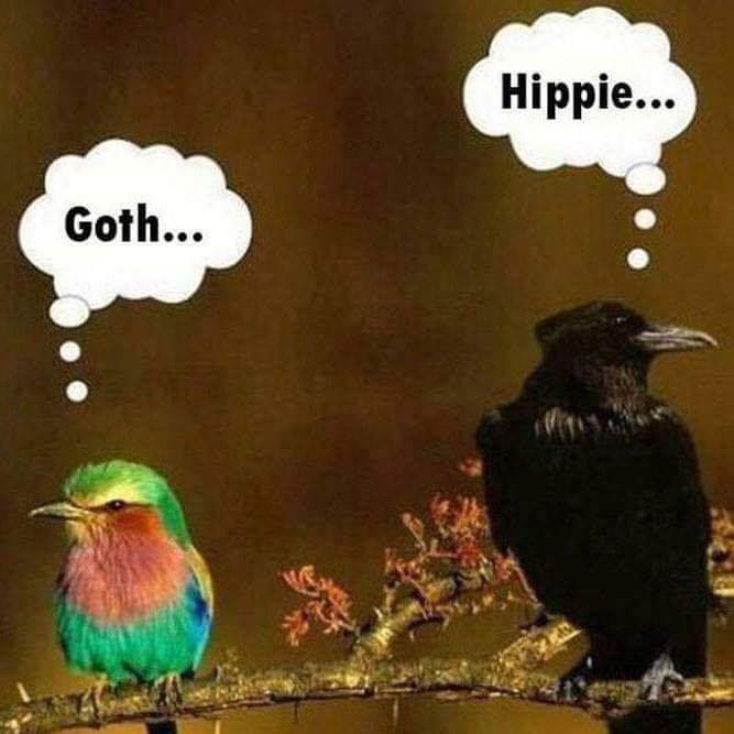 Goth... Hippie... (oiseaux hostiles).