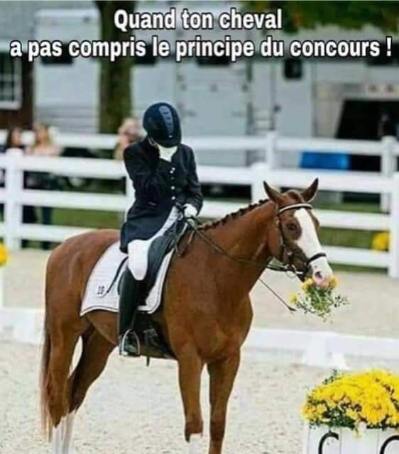 Quand ton cheval a pas compris le principe du concours.
