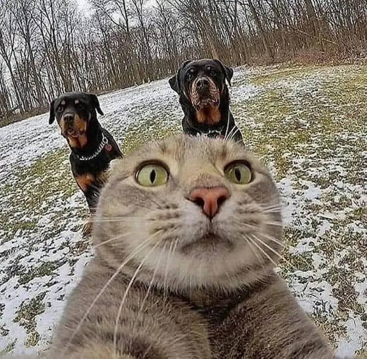 Dernier selfie d'un chat.