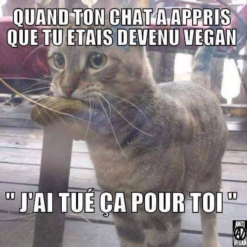 Quand ton chat a appris que tu étais devenu vegan.