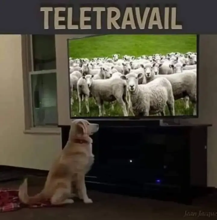 Télétravail (chien devant la télévision).